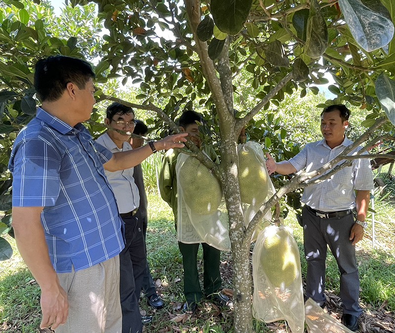 Hội nghị đầu bờ mô hình thâm canh mít ruột đỏ theo hướng hữu cơ
