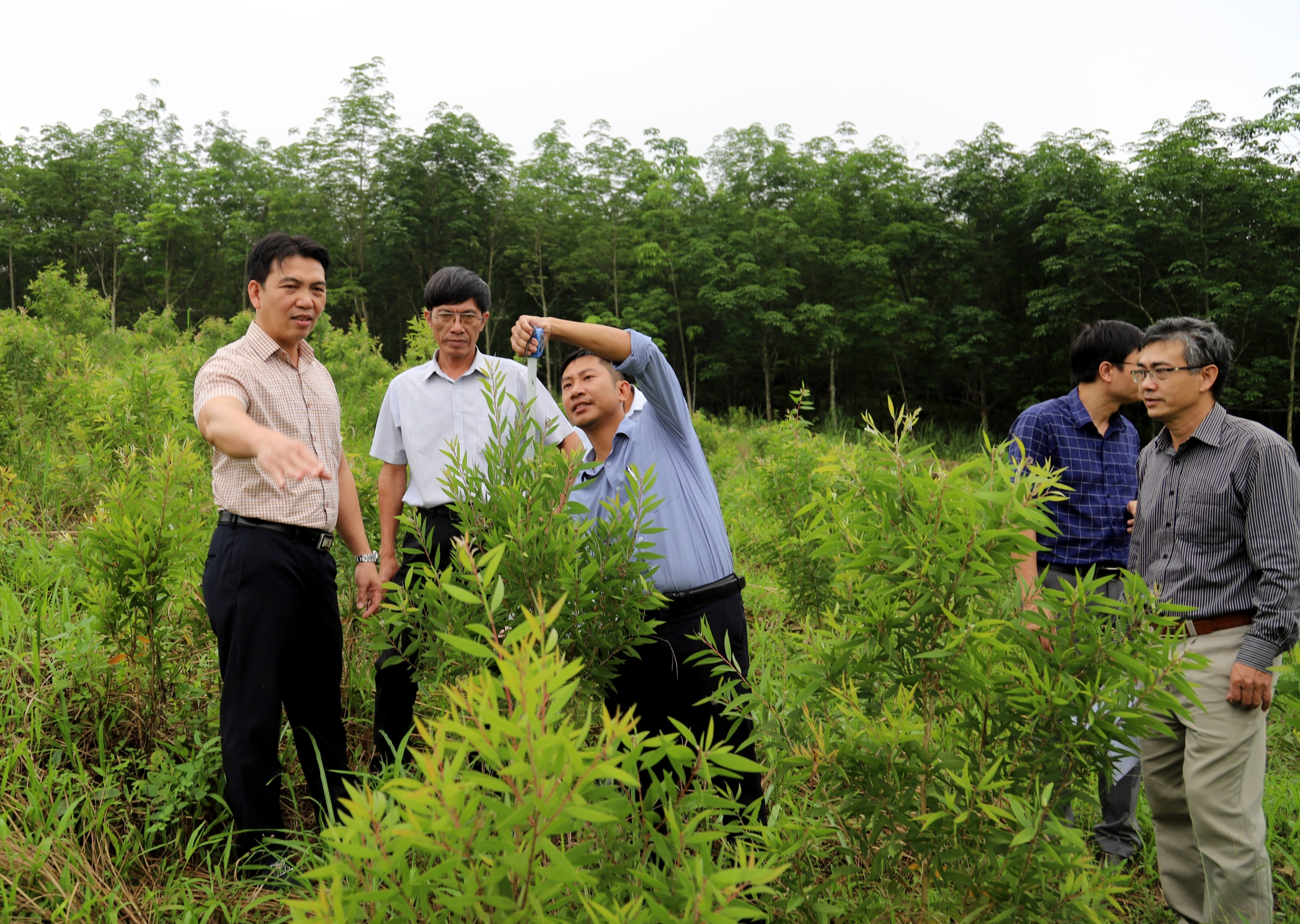 Triển vọng cây tràm gió trên vùng gò đồi