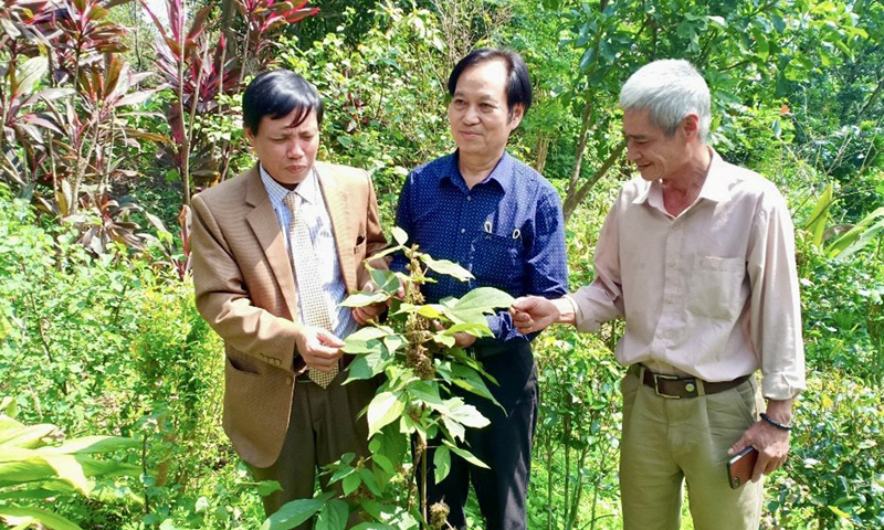 Phát huy hiệu quả các vườn thuốc nam