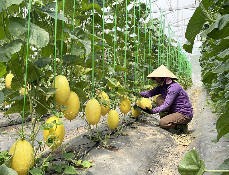 Hướng đến nền nông nghiệp sạch