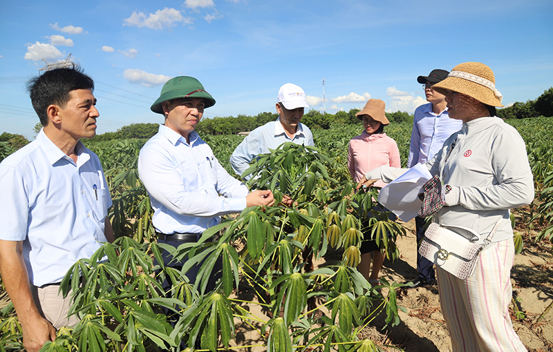 Phát triển giống sắn mới có khả năng kháng bệnh, năng suất  và hàm lượng tinh bột cao