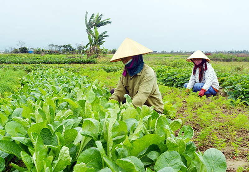 Để nông thôn mới bền vững, toàn diện