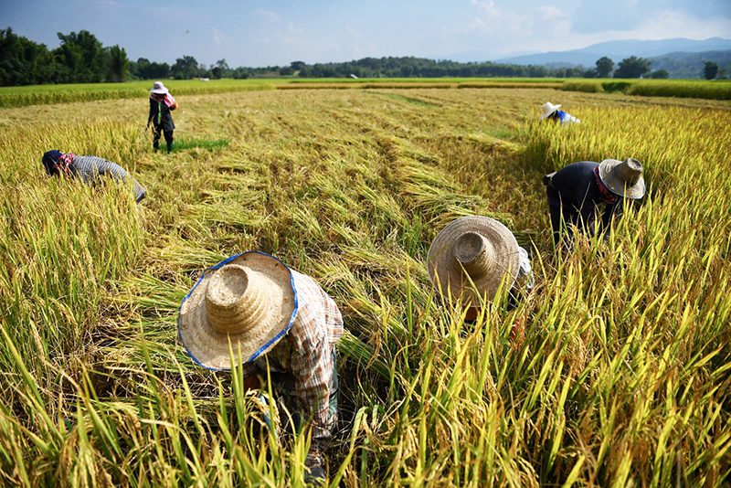 El Nino đang đe doạ vụ mùa lúa gạo trên khắp châu Á