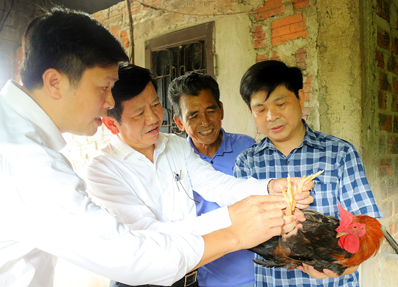 Xây dựng thành công mô hình nuôi thử nghiệm gà nhiều cựa