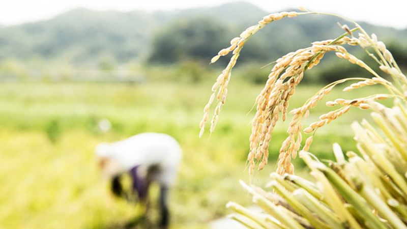 Sau Ấn Độ, thêm Nga và UAE cấm xuất khẩu gạo