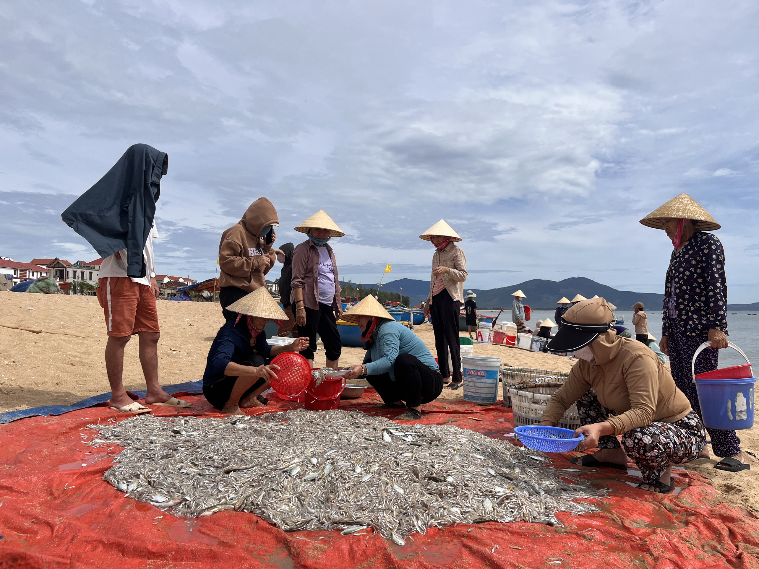 Quảng Trạch: Ngư dân phấn khởi trúng vụ cá cơm