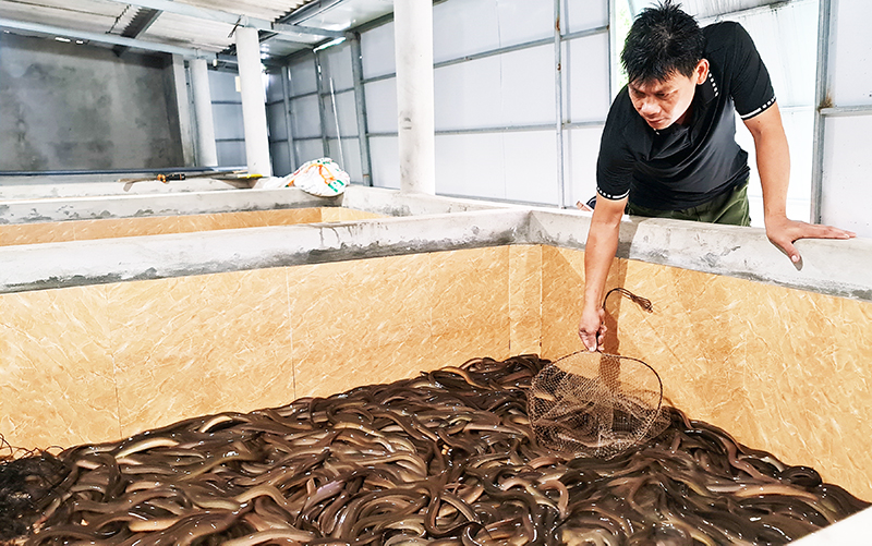 Nuôi lươn không bùn-"làm chơi ăn thật"