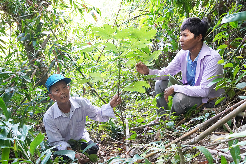 Cây trẩu trên đất Trường Sơn