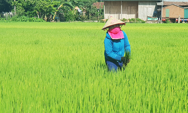 Tích cực chăm sóc cây trồng vụ hè-thu
