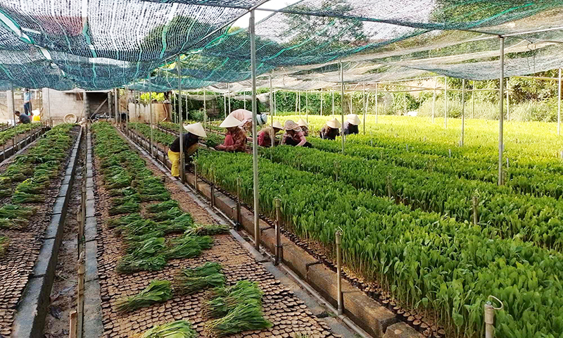 Làm giàu từ mô hình ươm cây keo giống
