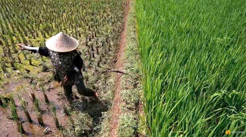 Từ lúa đến dầu cọ, sản lượng cây trồng châu Á có thể giảm mạnh do El Nino
