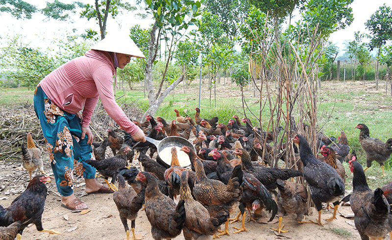 Nuôi gà đồi ở "xứ sở gà đồi"…