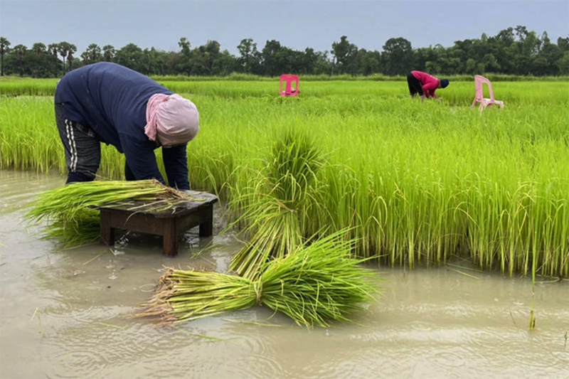 Chính phủ Thái Lan hoãn nợ cho nông dân trong 3 năm