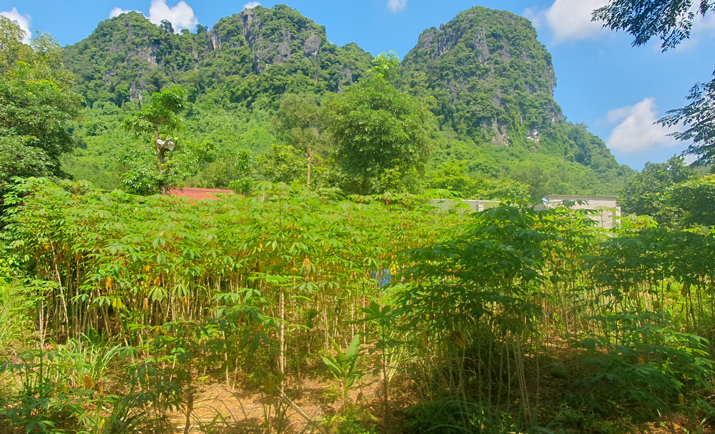 Chủ động phòng trừ sớm bệnh khảm lá sắn cho niên vụ mới