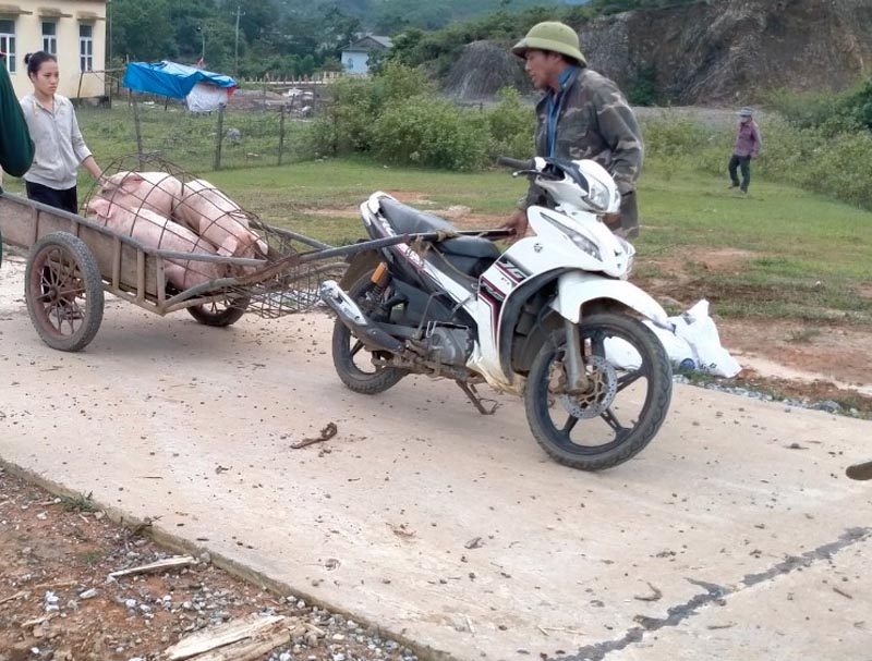 Bệnh dịch tả lợn châu Phi và tai xanh bùng phát