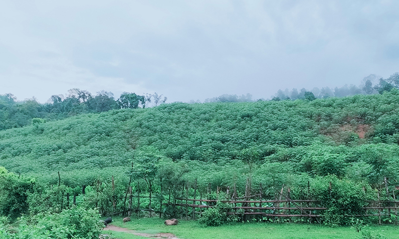 Bờ vai nghiêng con suối
