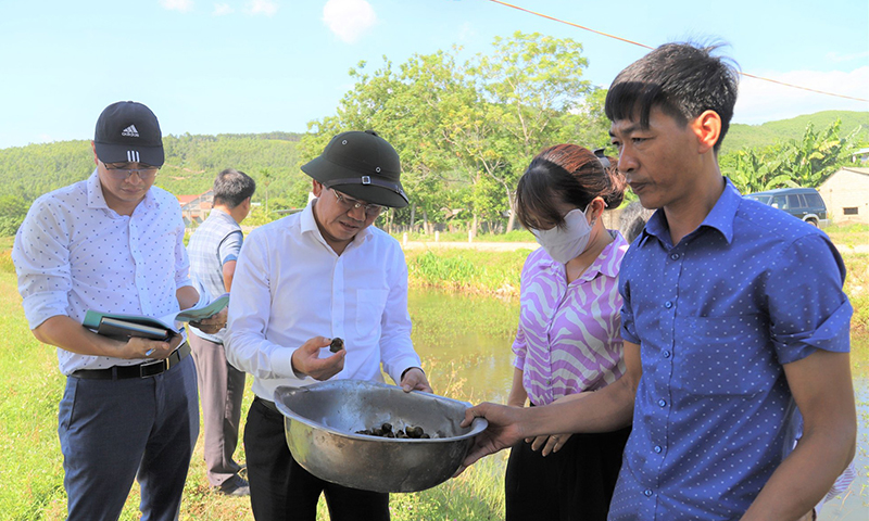 Nuôi ốc bươu đen-vốn ít, hiệu quả cao