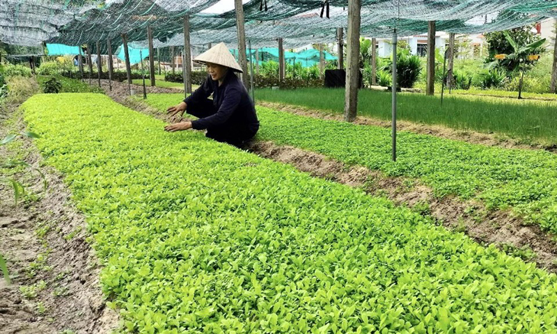 Nan giải phát triển người tham gia BHXH tự nguyện ở Võ Ninh