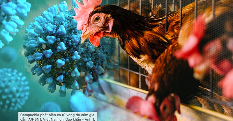 Campuchia: Một người tử vong do H5N1 sau khi ăn gà chết
