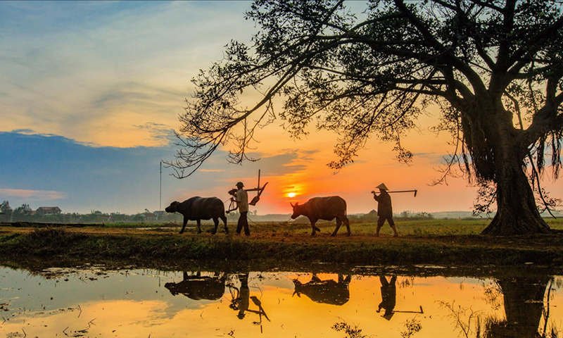 Tình làng Mỹ Cương