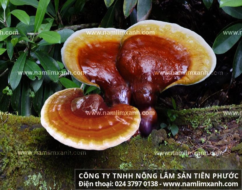 Giá nấm lim xanh Tiên Phước bao nhiêu tiền 1kg đúng nấm rừng?