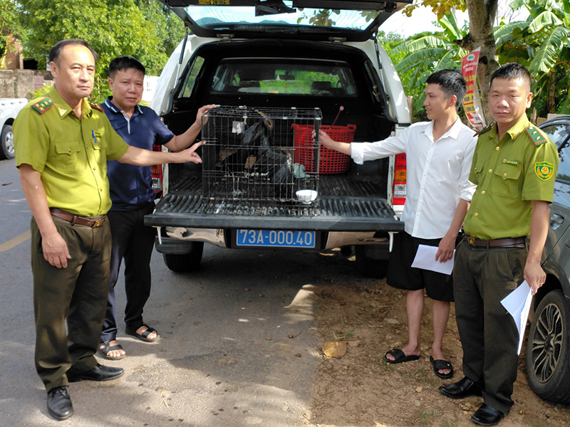 Tháo gỡ, tiêu hủy trên 8.500 chim mồi giả