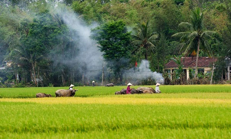 Về lại quê nhà