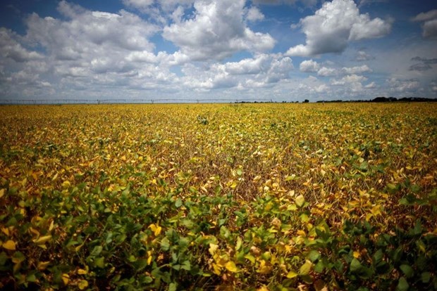 Brazil: Nhiều trẻ em tử vong do ung thư liên quan đến trồng đậu nành