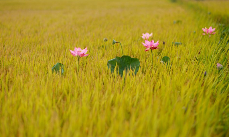 "Nhờ "trời" có bát cơm ni…"