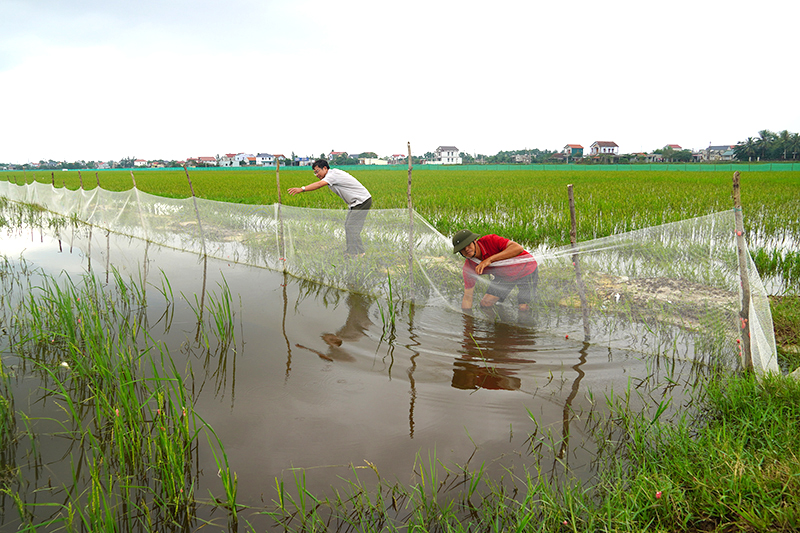 Cá "vụ ba"