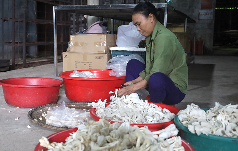 Kinh tế tập thể "tiếp sức" nông thôn mới
