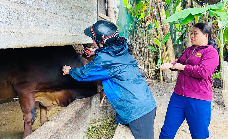 Tuyên Hóa: Tỷ lệ đàn gia súc, gia cầm tiêm vắc-xin phòng bệnh đạt thấp