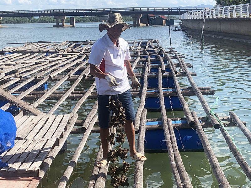 Nuôi hàu thương phẩm trên sông