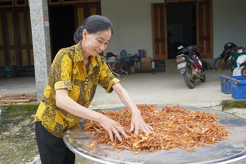 Măng rừng Hóa Thanh