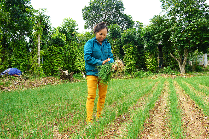 Sản xuất cây vụ đông trên vùng gò đồi