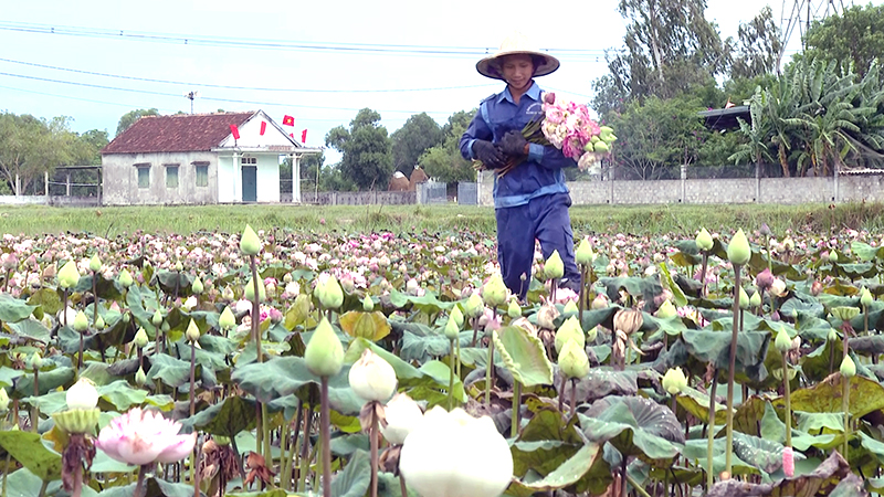 Làm giàu từ cây sen