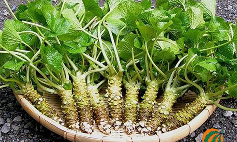 Nghiên cứu cho thấy Wasabi có tác dụng cải thiện trí nhớ ở người cao tuổi