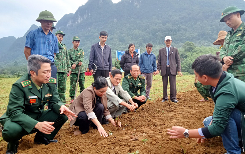 Triển vọng cây gai xanh ở vùng biên giới
