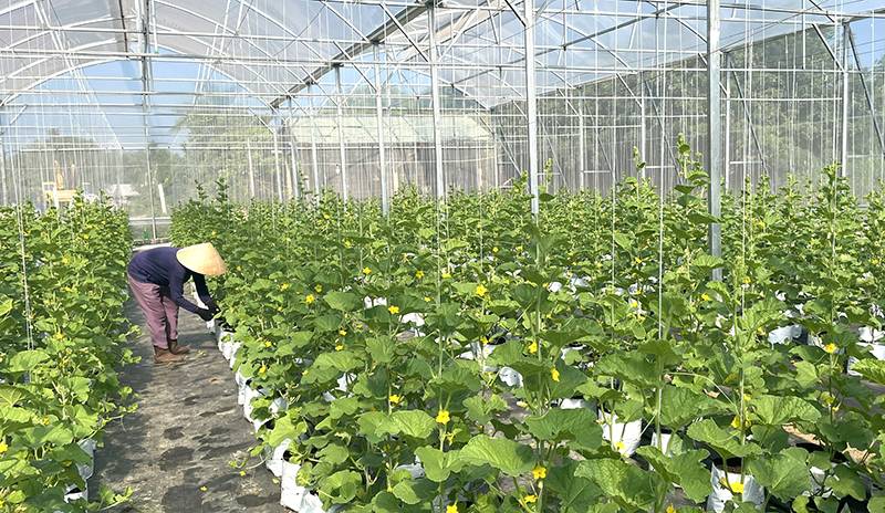 Phát triển nông nghiệp bền vững, nâng cao giá trị