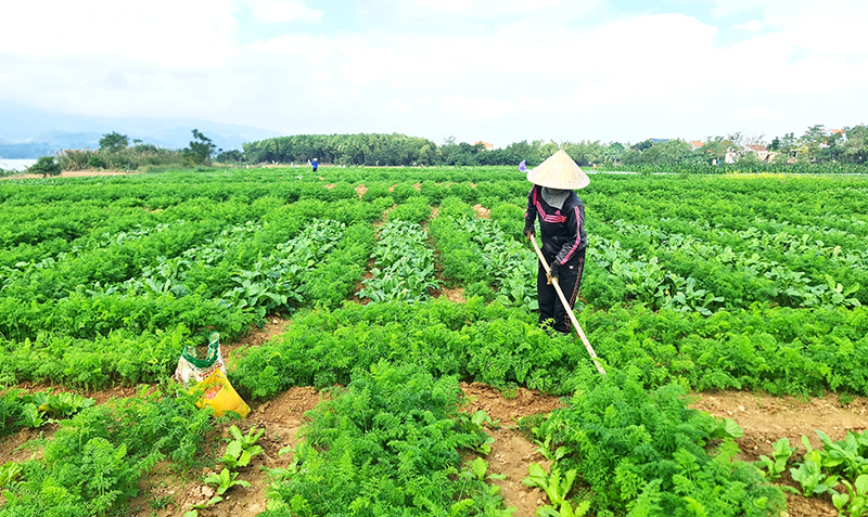 Rau sạch Phú Ninh
