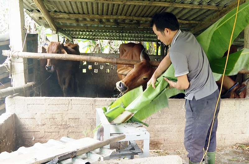 Nông dân Tuyên Hóa chủ động phòng, chống rét cho gia súc