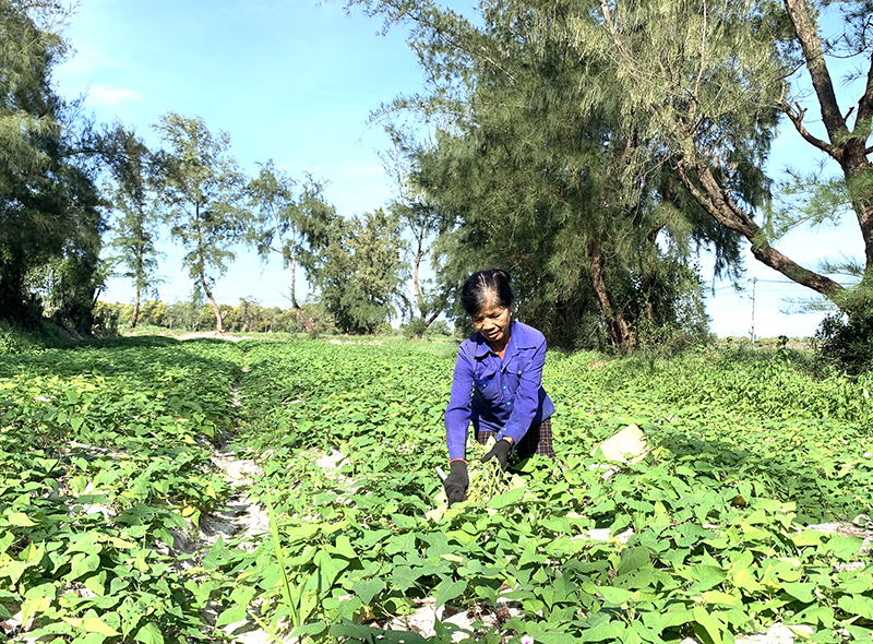 Chủ động sản xuất vụ đông-xuân