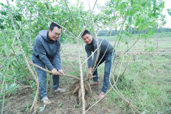 Đánh giá chất lượng giống sắn mới có khả năng kháng bệnh