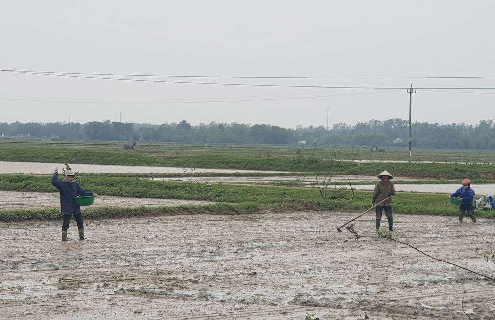 Lệ Thủy: Gieo trồng hơn 4.700ha lúa vụ đông-xuân