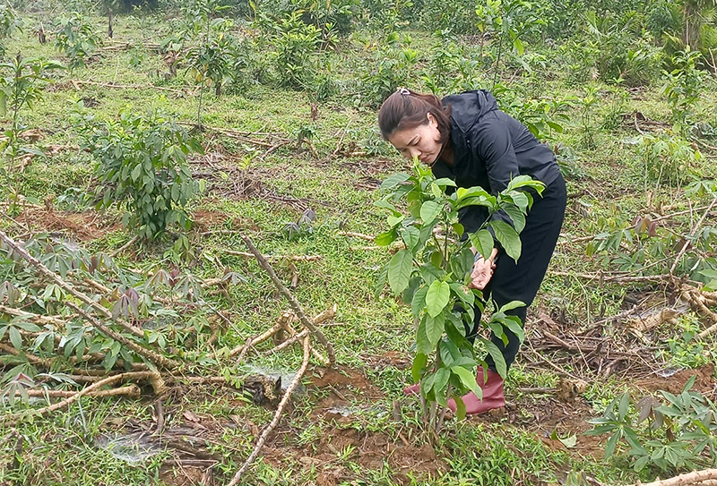 Minh Hóa: Trồng trên 410ha rừng cây bản địa