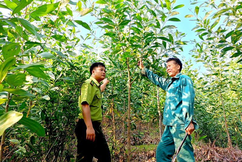 Nghị quyết phê duyệt chủ trương chuyển mục đích sử dụng rừng sang mục đích khác trên địa bàn tỉnh