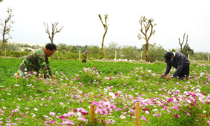 Bố Trạch: Những vườn hoa đón Tết