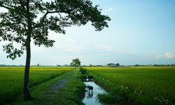 Về quê