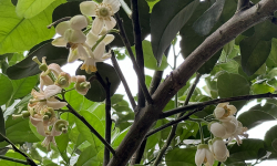 Hương bưởi