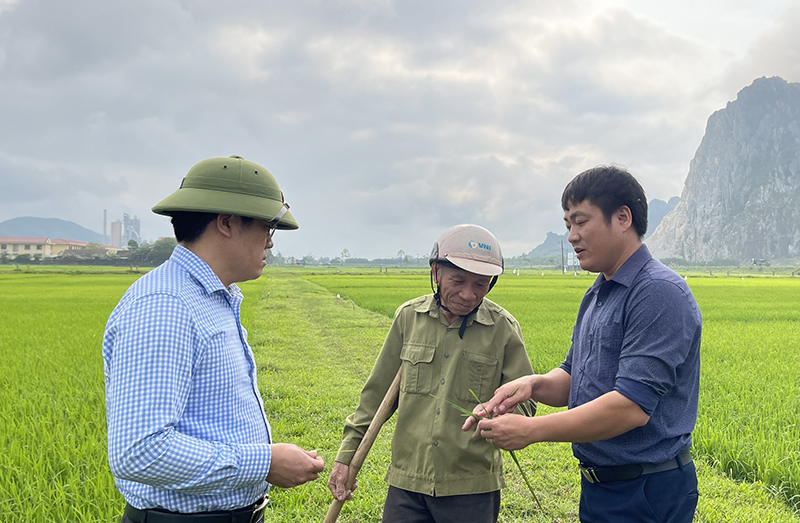 Nông dân Tuyên Hóa tích cực chăm sóc lúa đông-xuân